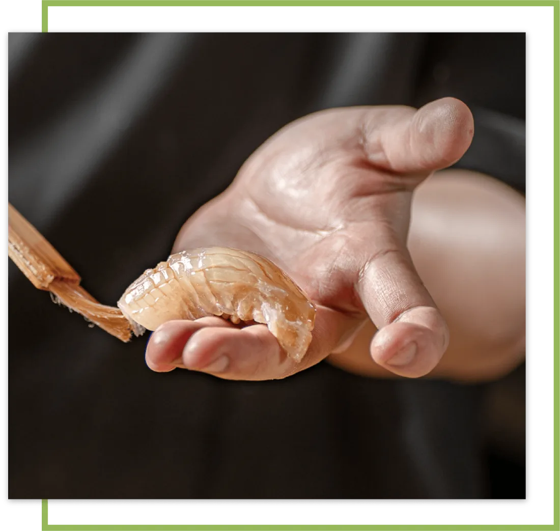 A chef offering a piece of sushi by hand